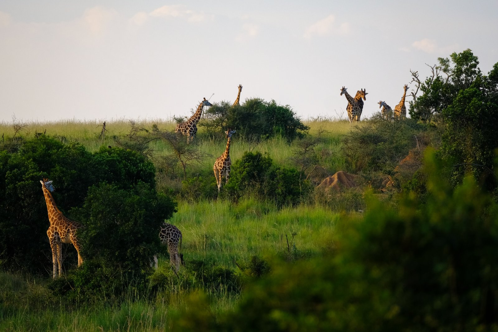 Conservation